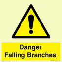 danger-falling-branches~